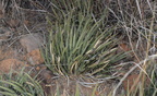 unknown cactus 2421 kartchner 21dec18