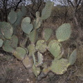 unknown cactus 2434 kartchner 21dec18
