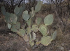 unknown cactus 2434 kartchner 21dec18