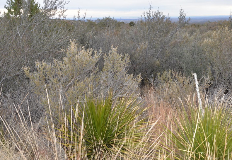 unknown_shrubs_guadalupe_mountains_1140_17dec18.jpg