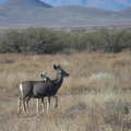 coues white-tailed deer approach chiricahua 20dec18a