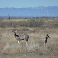 coues white-tailed deer approach chiricahua 20dec18b