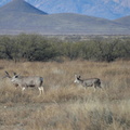 coues_white-tailed_deer_approach_chiricahua_20dec18c.jpg