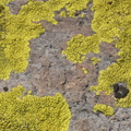 lichen echo canyon trail 2250 chiricahua 20dec18