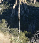 unknown cactus 2317 chiricahua 20dec18