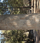 unknown conifer 2118 chiricahua 20dec18