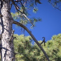 unknown_pine_tree_echo_canyon_trail_2298_chiricahua_20dec18.jpg