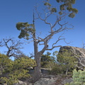 unknown tree echo canyon trail 2220 chiricahua 20dec18