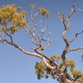 unknown_tree_echo_canyon_trail_2223_chiricahua_20dec18.jpg