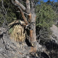 unknown tree echo canyon trail 2316 chiricahua 20dec18