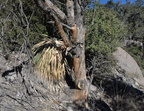 unknown tree echo canyon trail 2316 chiricahua 20dec18