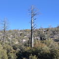 unknown_tree_echo_canyon_trail_2338_chiricahua_20dec18.jpg