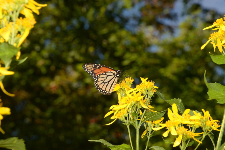 monarch butterfly sawtooth sunflower bears den 23sep17a