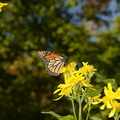 monarch butterfly sawtooth sunflower bears den 23sep17a
