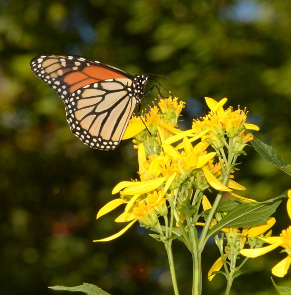 monarch butterfly sawtooth sunflower bears den 23sep17b