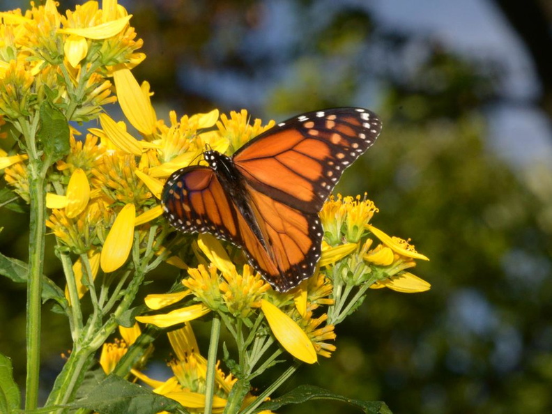 monarch butterfly sawtooth sunflower bears den 23sep17c