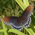 red spotted purple bears den 23sep17a