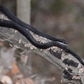 black rat snake pantherophis obsoletus 8699 balls bluff 20mar20
