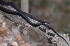 black rat snake pantherophis obsoletus 8699 balls bluff 20mar20