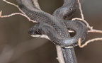 black rat snake pantherophis obsoletus 8703 balls bluff 20mar20