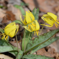 yellow_trout_lily_8726_cub_run_27mar20.jpg