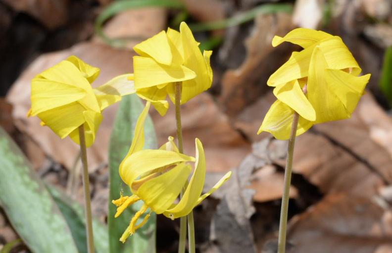 yellow_trout_lily_8729_cub_run_27mar20.jpg