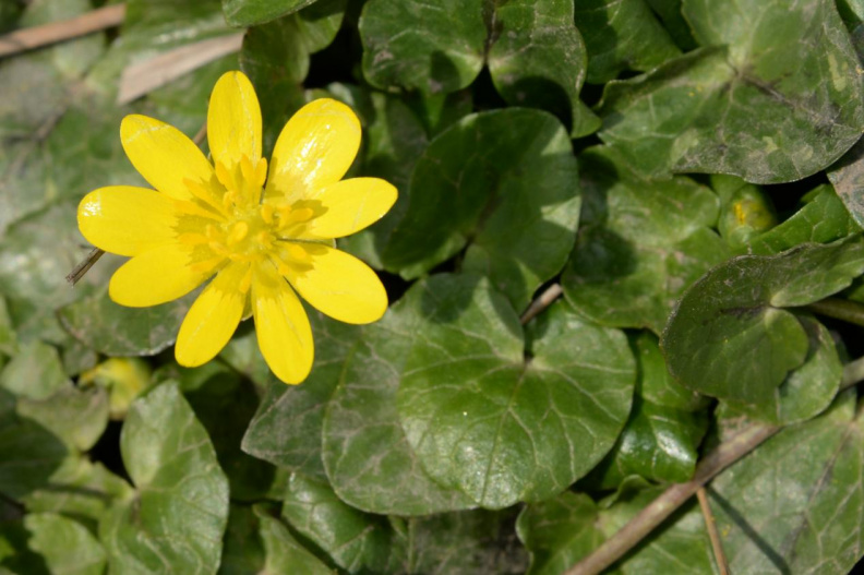 lesser celandine 8767 cub run 27mar20