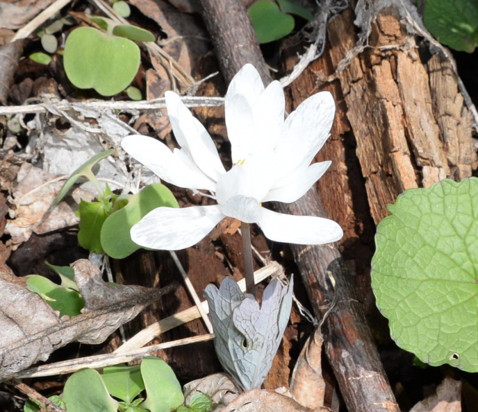 bloodroot 8812 george thompson 14apr20