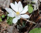 bloodroot 8982 george thompson 14apr20