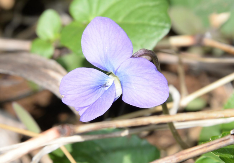 blue violet 8876 george thompson 14apr20