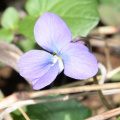 blue violet 8876 george thompson 14apr20
