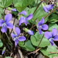 blue violet 8951 george thompson 14apr20