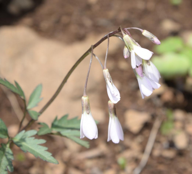 cutleaf toothwort 8847 george thompson 14apr20