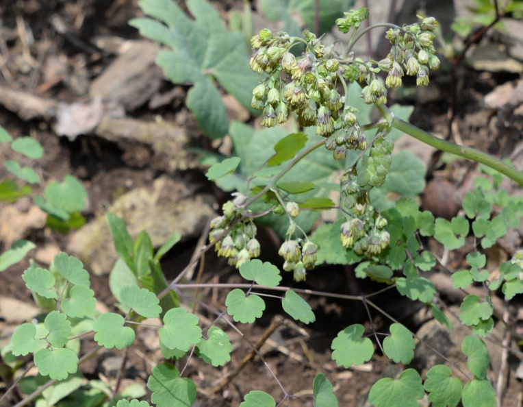 early meadow rue thalictrum dioicum 8887 george thompson 14apr20