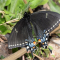 female tiger swallowtail 8820 george thompson 14apr20