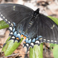 female tiger swallowtail 8826 george thompson 14apr20