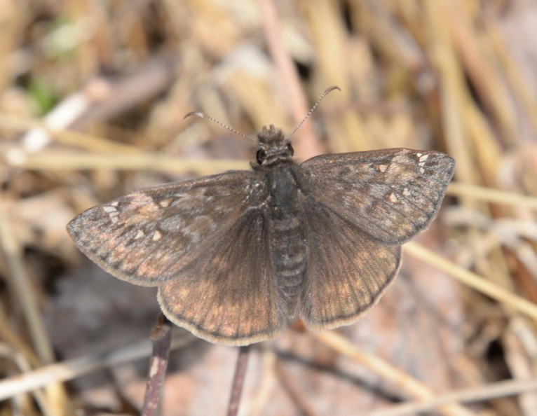 persius duskywing erynnis persius 8874 george thompson 14apr20