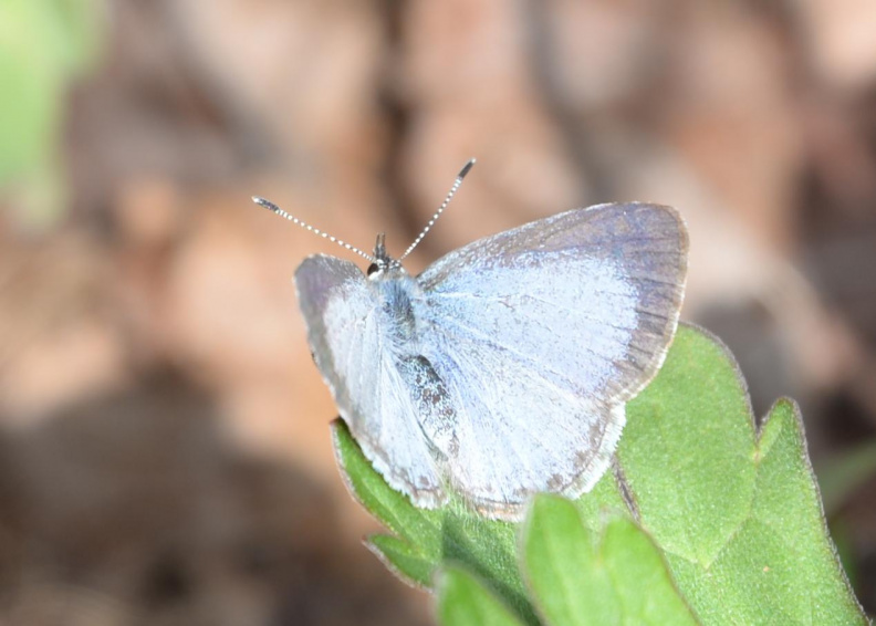 silvery blue 8912 george thompson 14apr20