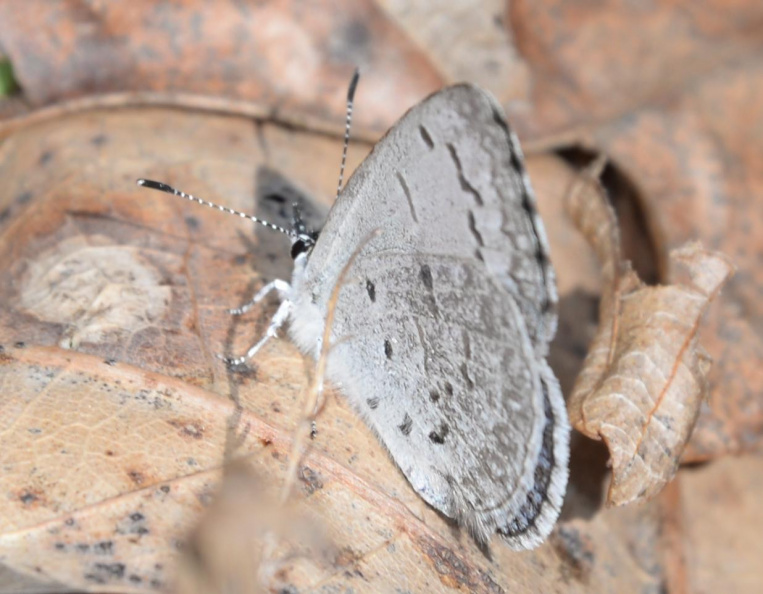 silvery blue 8940 george thompson 14apr20