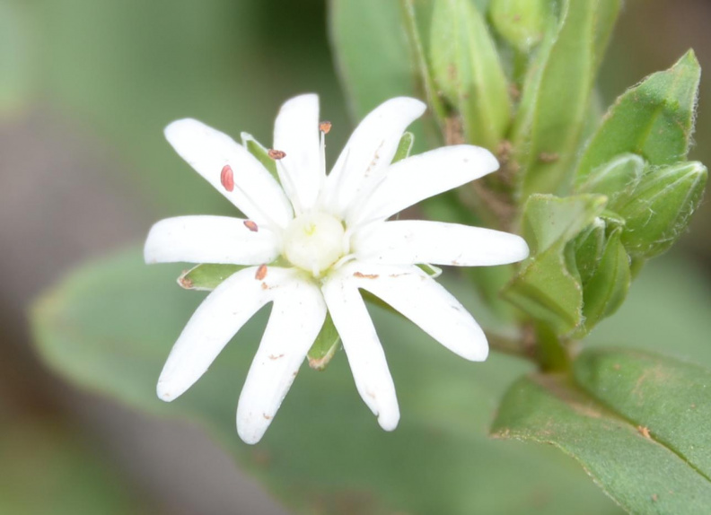 star chickweed 8829 george thompson 14apr20