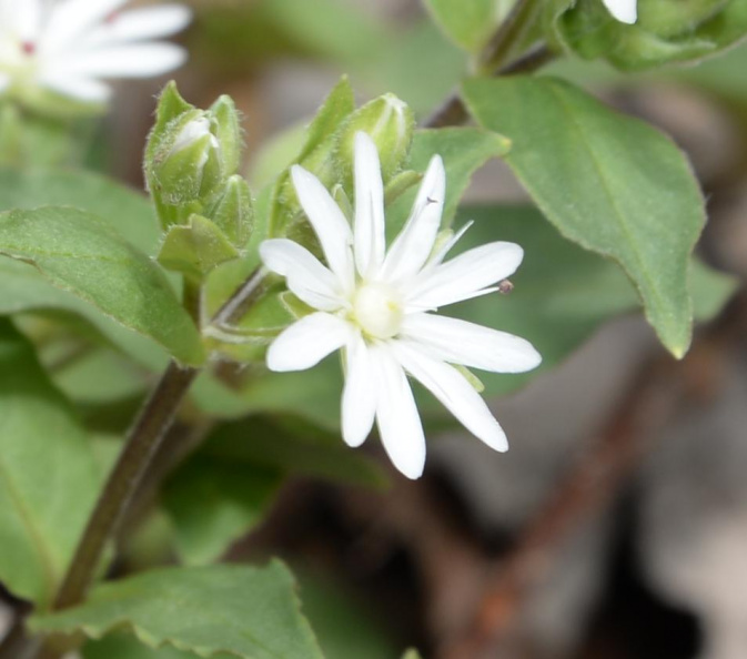 star chickweed 8837 george thompson 14apr20