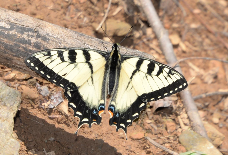 tiger_swallowtail_8917_george_thompson_14apr20.jpg