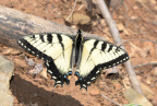 tiger swallowtail 8917 george thompson 14apr20