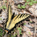 tiger swallowtail 8949 george thompson 14apr20