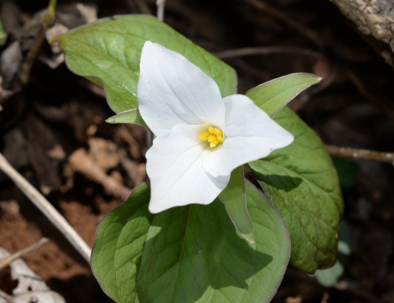 white trillium 8881 geoge thompson 14apr20