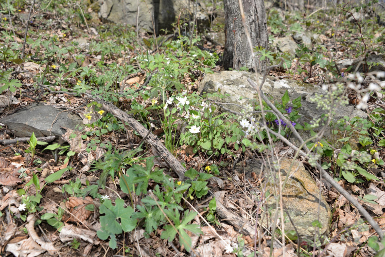 woodland_flowers_8883_geoge_thompson_14apr20.jpg