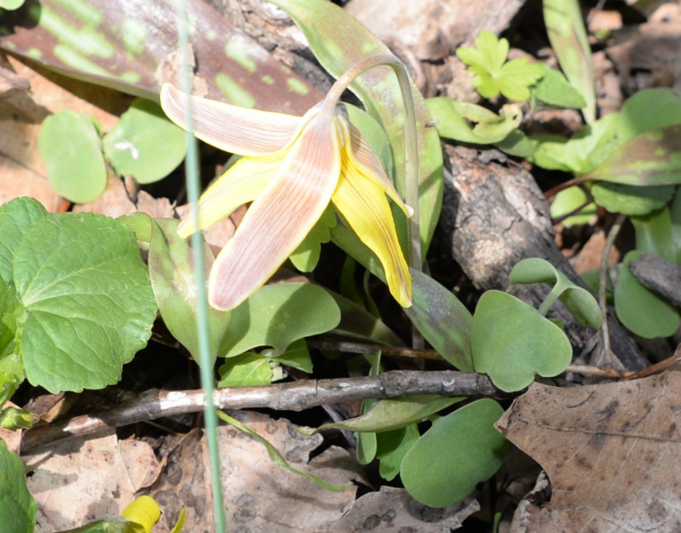 yellow_trout_lily_8804_george_thompson_14apr20.jpg
