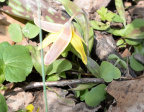 yellow trout lily 8804 george thompson 14apr20