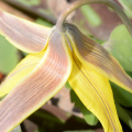 yellow_trout_lily_8806_george_thompson_14apr20.jpg