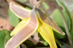 yellow trout lily 8806 george thompson 14apr20